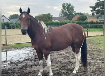 American Quarter Horse, Ruin, 8 Jaar, 158 cm, Tobiano-alle-kleuren