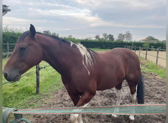 American Quarter Horse, Ruin, 8 Jaar, 158 cm, Tobiano-alle-kleuren