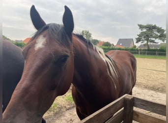 American Quarter Horse, Ruin, 8 Jaar, 158 cm, Tobiano-alle-kleuren