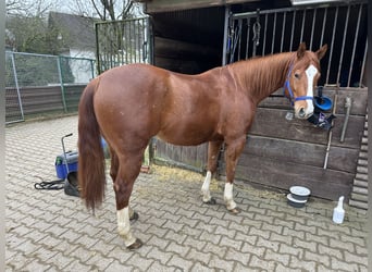American Quarter Horse, Ruin, 8 Jaar, 158 cm, Vos