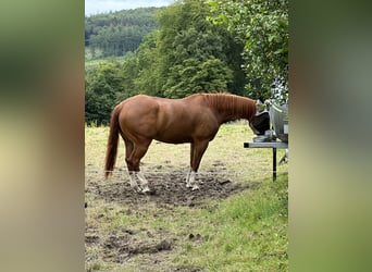 American Quarter Horse, Ruin, 8 Jaar, 158 cm, Vos