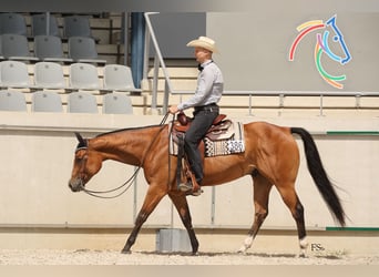 American Quarter Horse, Ruin, 8 Jaar, 159 cm, Bruin