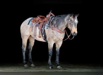 American Quarter Horse, Ruin, 8 Jaar, 160 cm, Buckskin