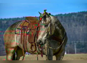 American Quarter Horse, Ruin, 8 Jaar, 160 cm, Buckskin