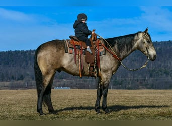 American Quarter Horse, Ruin, 8 Jaar, 160 cm, Buckskin