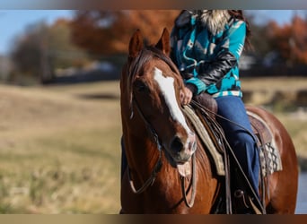 American Quarter Horse, Ruin, 8 Jaar, 160 cm, Donkere-vos