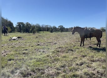 American Quarter Horse, Ruin, 8 Jaar, 160 cm, Falbe