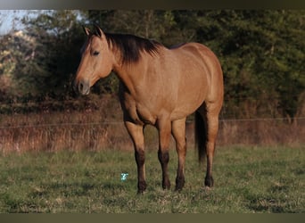 American Quarter Horse, Ruin, 8 Jaar, 160 cm, Falbe