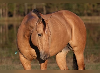 American Quarter Horse, Ruin, 8 Jaar, 160 cm, Falbe