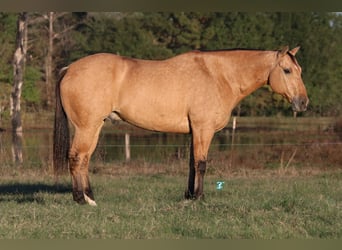 American Quarter Horse, Ruin, 8 Jaar, 160 cm, Falbe