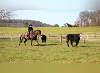 American Quarter Horse, Ruin, 8 Jaar, 160 cm, Grullo