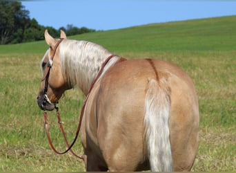 American Quarter Horse, Ruin, 8 Jaar, 160 cm, Palomino