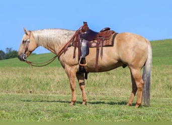 American Quarter Horse, Ruin, 8 Jaar, 160 cm, Palomino