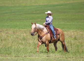 American Quarter Horse, Ruin, 8 Jaar, 160 cm, Palomino