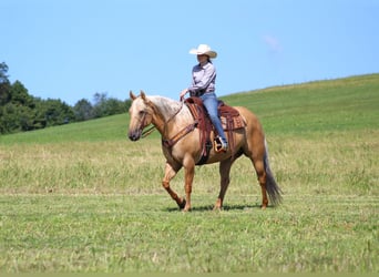 American Quarter Horse, Ruin, 8 Jaar, 160 cm, Palomino