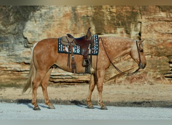 American Quarter Horse, Ruin, 8 Jaar, 160 cm, Palomino