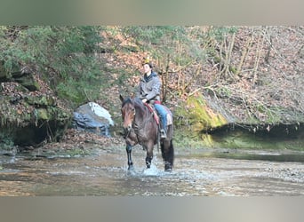 American Quarter Horse Mix, Ruin, 8 Jaar, 160 cm, Roan-Red