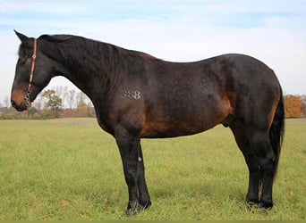 American Quarter Horse, Ruin, 8 Jaar, 160 cm, Roodbruin