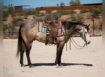 American Quarter Horse, Ruin, 8 Jaar, 160 cm, Schimmel