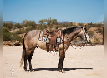 American Quarter Horse, Ruin, 8 Jaar, 160 cm, Schimmel