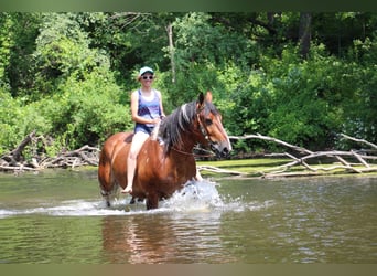 American Quarter Horse, Ruin, 8 Jaar, 160 cm, Tobiano-alle-kleuren