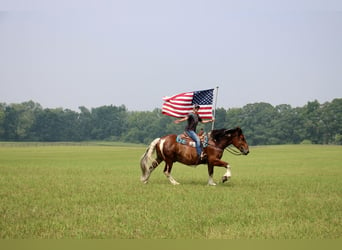 American Quarter Horse, Ruin, 8 Jaar, 160 cm, Tobiano-alle-kleuren