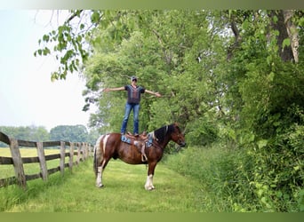 American Quarter Horse, Ruin, 8 Jaar, 160 cm, Tobiano-alle-kleuren