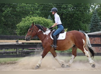 American Quarter Horse, Ruin, 8 Jaar, 160 cm, Tobiano-alle-kleuren