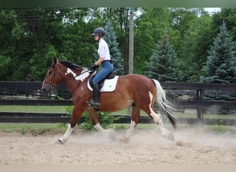 American Quarter Horse, Ruin, 8 Jaar, 160 cm, Tobiano-alle-kleuren