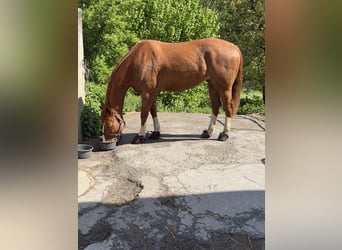 American Quarter Horse, Ruin, 8 Jaar, 160 cm, Vos
