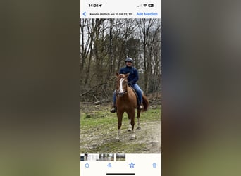 American Quarter Horse, Ruin, 8 Jaar, 160 cm, Vos