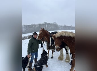 American Quarter Horse, Ruin, 8 Jaar, 160 cm, Vos