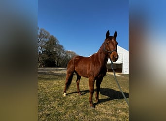American Quarter Horse, Ruin, 8 Jaar, 160 cm, Vos