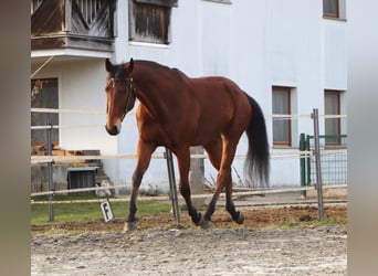 American Quarter Horse, Ruin, 8 Jaar, 162 cm, Bruin