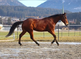 American Quarter Horse, Ruin, 8 Jaar, 162 cm, Bruin