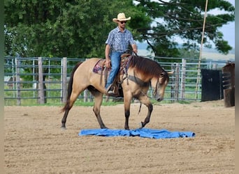 American Quarter Horse, Ruin, 8 Jaar, 163 cm, Buckskin