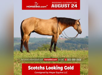 American Quarter Horse, Ruin, 8 Jaar, 163 cm, Buckskin