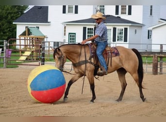 American Quarter Horse, Ruin, 8 Jaar, 163 cm, Buckskin