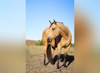 American Quarter Horse, Ruin, 8 Jaar, 163 cm, Buckskin