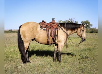 American Quarter Horse, Ruin, 8 Jaar, 163 cm, Buckskin