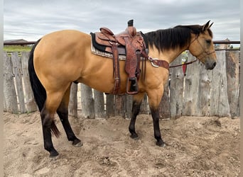 American Quarter Horse, Ruin, 8 Jaar, 163 cm, Buckskin