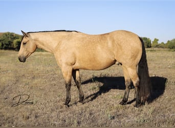 American Quarter Horse, Ruin, 8 Jaar, 163 cm, Buckskin