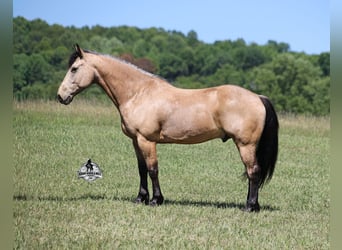American Quarter Horse, Ruin, 8 Jaar, 163 cm, Buckskin