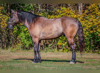 American Quarter Horse, Ruin, 8 Jaar, 163 cm, Grullo