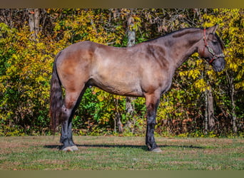 American Quarter Horse, Ruin, 8 Jaar, 163 cm, Grullo