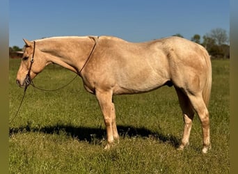 American Quarter Horse, Ruin, 8 Jaar, 163 cm, Palomino