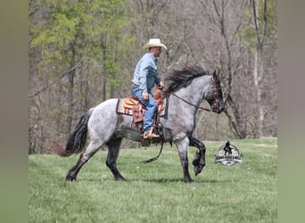 American Quarter Horse, Ruin, 8 Jaar, 163 cm, Roan-Blue