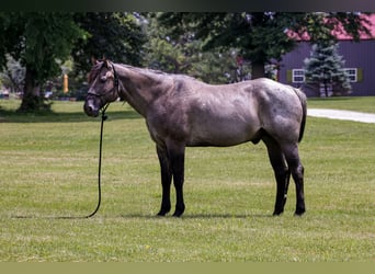 American Quarter Horse, Ruin, 8 Jaar, 163 cm, Roan-Blue