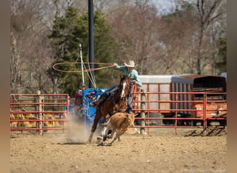 American Quarter Horse, Ruin, 8 Jaar, 163 cm, Roodbruin