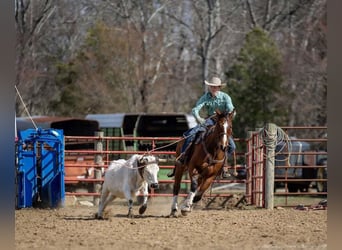 American Quarter Horse, Ruin, 8 Jaar, 163 cm, Roodbruin